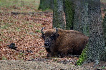 European bison in natural environment, Slovakia, Europe
