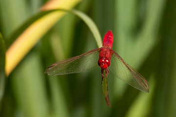 dragonfly on leaf