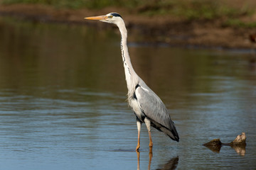 Héron cendré, Ardea cinerea, Grey Heron