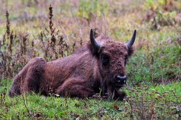 Fototapeta premium European bison in natural environment, Slovakia, Europe