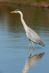 Héron cendré, Ardea cinerea, Grey Heron