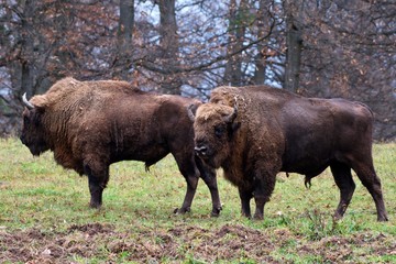 European bison in natural environment, Slovakia, Europe