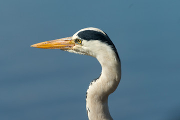 H&eacute;ron cendr&eacute;, Ardea cinerea, Grey Heron