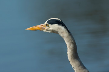 Héron cendré, Ardea cinerea, Grey Heron