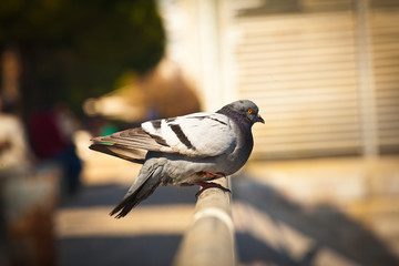 two pigeons on the fence