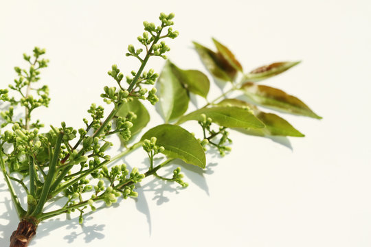 The herb that is good for health is called Neem.