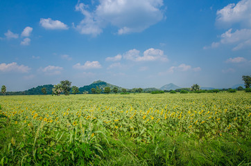 Fototapeta na wymiar Sunflower Fields