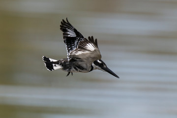 Martin pêcheur pie,.Ceryle rudis, Pied Kingfisher