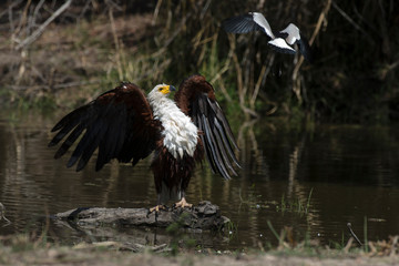 Pygargue vocifère,.Haliaeetus vocifer , African Fish Eagle, Parc national Kruger, Afrique du Sud