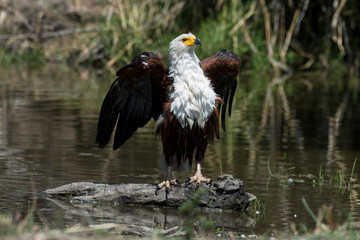 Pygargue vocifère,.Haliaeetus vocifer , African Fish Eagle, Parc national Kruger, Afrique du Sud