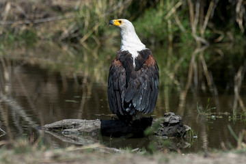 Pygargue vocifère,.Haliaeetus vocifer , African Fish Eagle, Parc national Kruger, Afrique du Sud