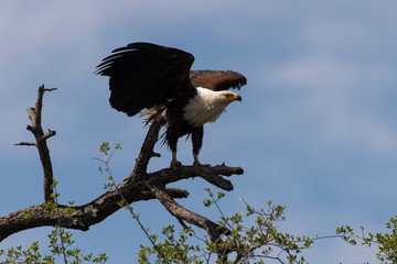 Pygargue vocifère,.Haliaeetus vocifer , African Fish Eagle, Parc national Kruger, Afrique du Sud