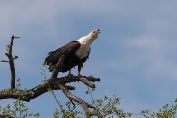 Pygargue vocifère,.Haliaeetus vocifer , African Fish Eagle, Parc national Kruger, Afrique du Sud