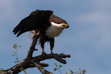 Pygargue vocifère,.Haliaeetus vocifer , African Fish Eagle, Parc national Kruger, Afrique du Sud