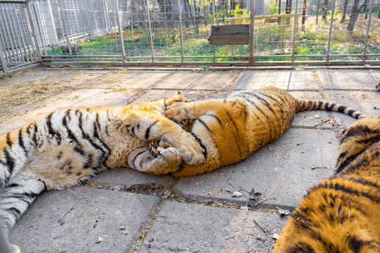 Tigers in a zoo cage are playing with each other.