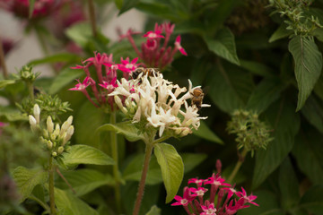  garden with flowers and bees in tune, natural space