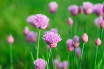 Obraz premium Close up of pink chive flower in a field