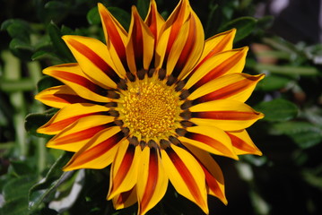 Close up of a Gazania flower in the garden. Yellow and orange striped flower