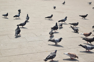 Pigeons on the floor in summer 