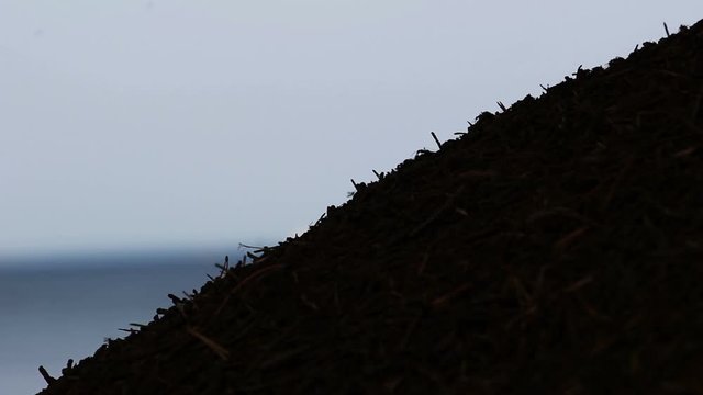 Red Forest ants walk on anthill surface. Ants moving in anthill. Background of red ant colony. Big anthill with colony of ants. Top of ant hill close up. Macro shooting, silhouette of ants close up