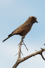 Rollier vari&eacute;,.Coracias naevius, Purple Roller