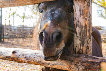 Head of a brown horse peeking through a fence, close-up.