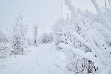 Snowy road among the trees covered with frost on a winter