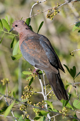Tourterelle maillée,.Spilopelia senegalensis , Laughing Dove