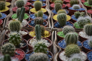 Cactus