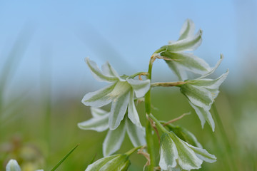 Grüner Milchstern  (Ornithogalum boucheanum ) © Karin Jähne
