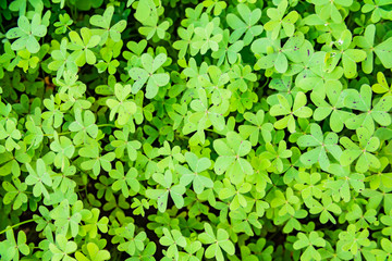 Fototapeta na wymiar Green background with three-leaved shamrocks. St. Patrick's day holiday symbol