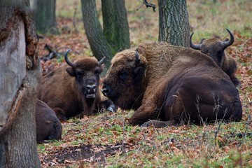 Fototapeta premium Herd of european bison relaxing in forest, Slovakia, Europe