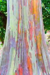 colorful bark of an Eucalyptus deglupta tree
