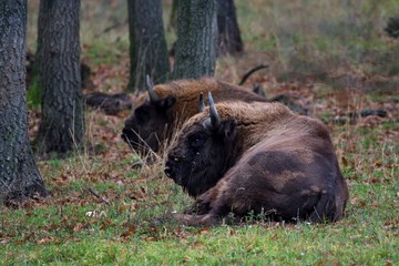 Herd of european bison relaxing in forest, Slovakia, Europe