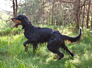 Dog breed  Setter Gordonin standing on emerald green meadow in the forest