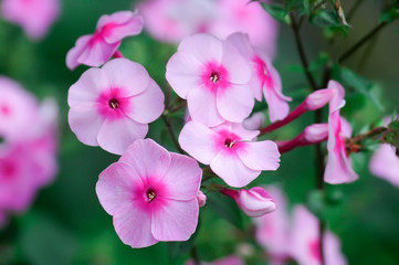 Fototapeta na wymiar Close up of pink phlox flowering in the garden