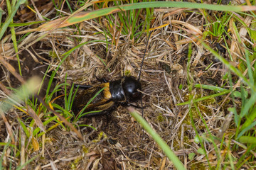 19.05.2019 DE, RLP, Mosel, Leiwen Feldgrille Gryllus campestris