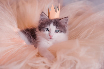 cute gray kitten in the image of a princess in a crown and a full skirt