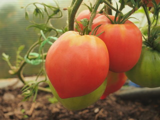 Tomatoes ripen in the greenhouse. Red, yellow and green fruits of vegetables.