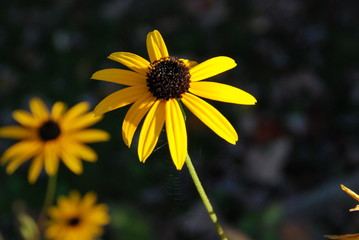 Close up of a black eyed Susan flower with dark background