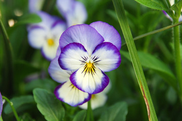 Close up of a purple jumping jack flower