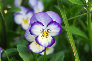 Obraz na płótnie Canvas Close up of a purple jumping jack flower