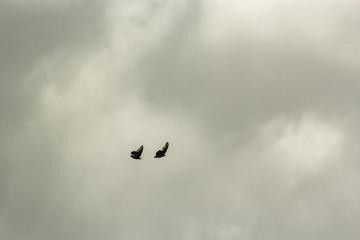 butterflies flying free natural appealing