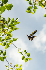 butterflies flying free natural appealing