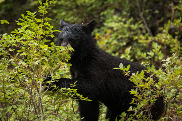 young black bear
