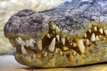 The head of a Siamese crocodile.close up.