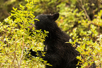 young black bear