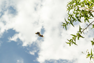 butterflies flying free natural appealing