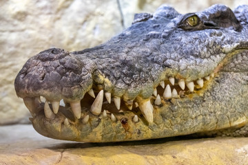 The head of a Siamese crocodile.close up.