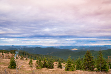 Spruce trees down the hill with dried grass on sunny day in autumn mountains.